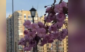 Нежные лепестки и атмосфера Японии: в Буграх расцвела сакура