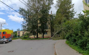 Дерево обрушилось на провода в Буграх