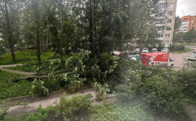 Во Всеволожске сильный ветер повалил дерево