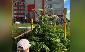 Жители Мурино пожаловались на растущий борщевик