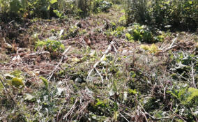 Во Всеволожском лесничестве провели работы по ликвидации зарослей борщевика Сосновского