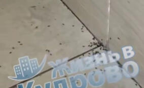 В Кудрово заявили о «нашествии насекомых» в одном из домов