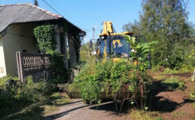 В Борисовой Гриве срубили борщевик Сосновского
