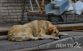 Во Всеволожске и Янино-1 проведут отлов бездомных животных