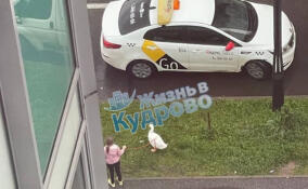 В Кудрово заметили гуся на поводке