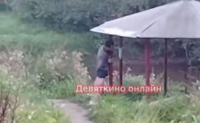 Неадекватный мужчина в трусах кричал и бился об столб в Мурино