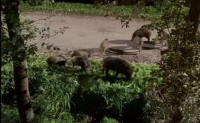 Стаю кабанов засняли возле станции «Бернгардовка»