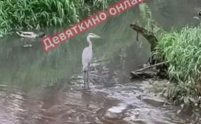 В Мурино заметили цаплю