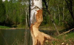 Во Всеволожском районе разрешили охотиться на бобров