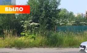 В Заневском поселении оштрафовали владельцев участков за нескошенный борщевик