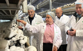 Чиновники посетили агрофирму «Выборжец»