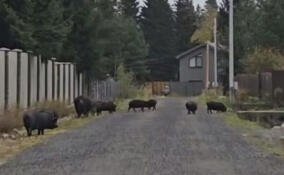 В поселке Стеклянный ручей стая кабанов вышла к людям