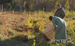 Во всеволожский лес выпустили четырех сов и лисицу