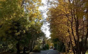 Жители Кузьмоловского показали, как осень «озолотила» поселок