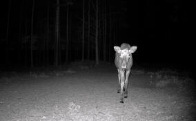 Любопытная лосиха заглянула в видеоловушку во всеволожском лесу