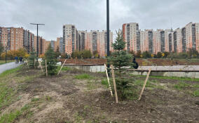 В парке «Оккервиль» высадили деревья и кустарники