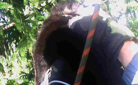 Волонтеры сняли с дерева кота в Агалатово-3