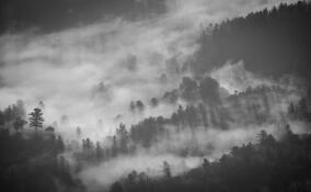 Жителей Всеволожского района предупредили о густом тумане