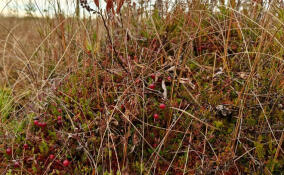 В лесах под Всеволожском начался сбор клюквы