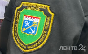 Эконадзор провел рейд по контейнерным площадкам во Всеволожске