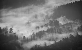 Жителей Всеволожского района предупредили о густом тумане