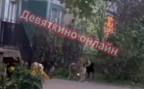 Стаю бездомных собак заметили в Новом Девяткино