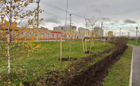 В Янино-1 высадили деревья в сквере «Семейный»