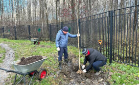 В Кудрово начали высаживать березы
