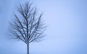 Во Всеволожске похолодает до -4 градусов