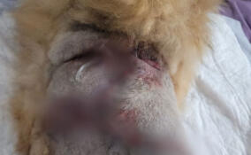 Шпицу из Кудрово потребовалась операция после нападения большого пса