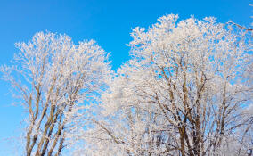 Во Всеволожске ожидается потепление