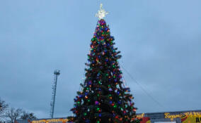 Новогоднюю елку установили в Янино-1
