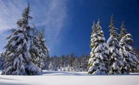 Во Всеволожске потеплеет до +5
