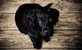 Во Всеволожском районе проводят акцию помощи животным