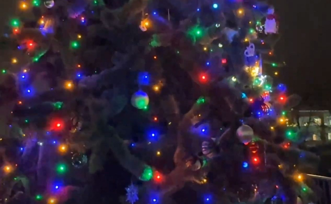 В Янино-1 зажгли гирлянды на новогодней елке