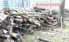 Жители Мурино пожаловались на вырубку леса