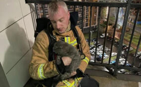 Пожарные спасли кота из горящей квартиры в Мурино