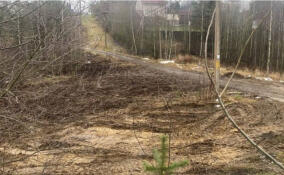 В Кузьмоловском поселении ликвидировали незаконную свалку