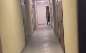 Собака чуть не выломала дверь в Мурино