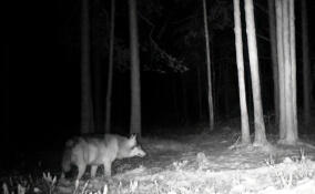 В лесу под Всеволожском заметили потолстевшего волка