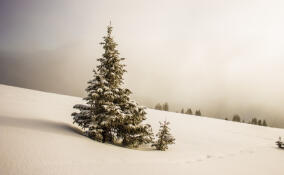 Во Всеволожске ожидается похолодание 13 декабря