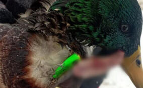 В Кудрово заметили утку с блесной в языке