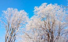 В последний день 2025 года во Всеволожске похолодает