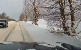 Очевидцы засняли, как собаки гоняли лосей под Всеволожском