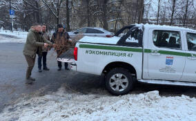 Всеволожцам напомнили, как правильно утилизировать новогоднюю ель