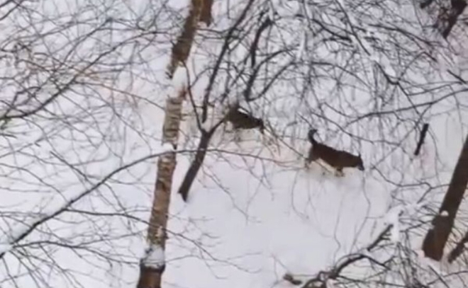 Жительница Сертолово заметила стаю бездомных собак