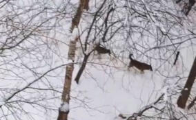 Жительница Сертолово заметила стаю бездомных собак