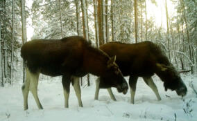 Во Всеволожском районе заметили лосей без рогов