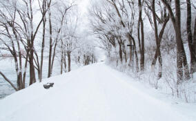 Во Всеволожске похолодает до -18 градусов
