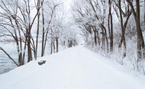 В последний день января под Всеволожском похолодает